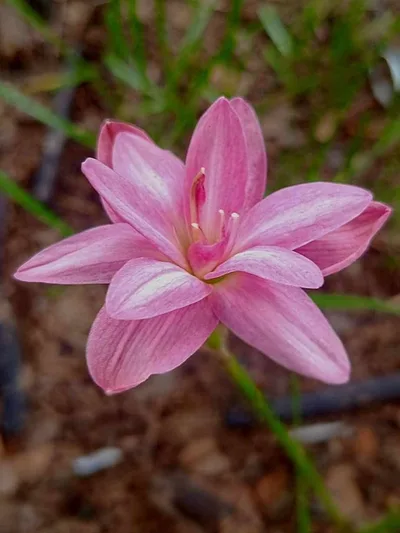 Rain Lily Poonsuk
