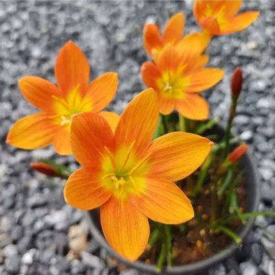 Rain Lily Moon Stone