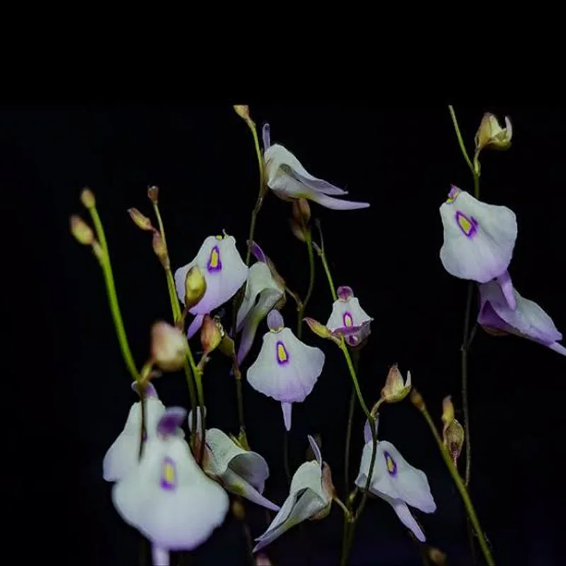 Utricularia Pubescens β photo 3