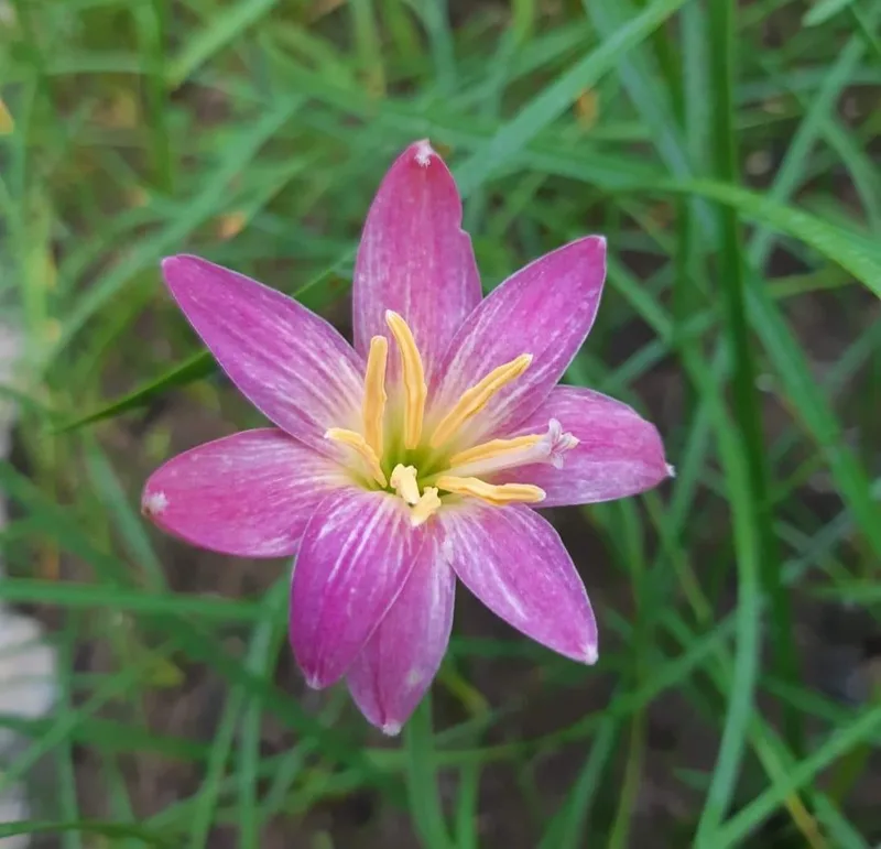 Rain Lily Hideko β photo 1