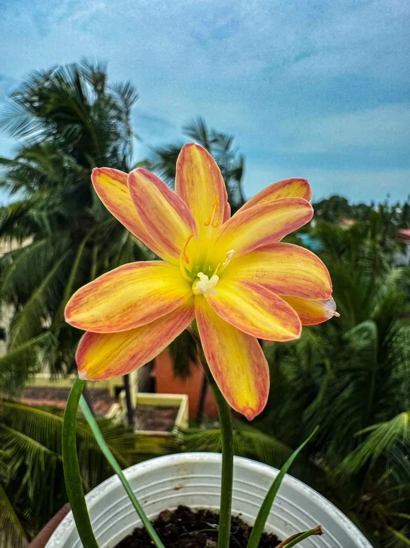 Rain Lily Urania β photo 3