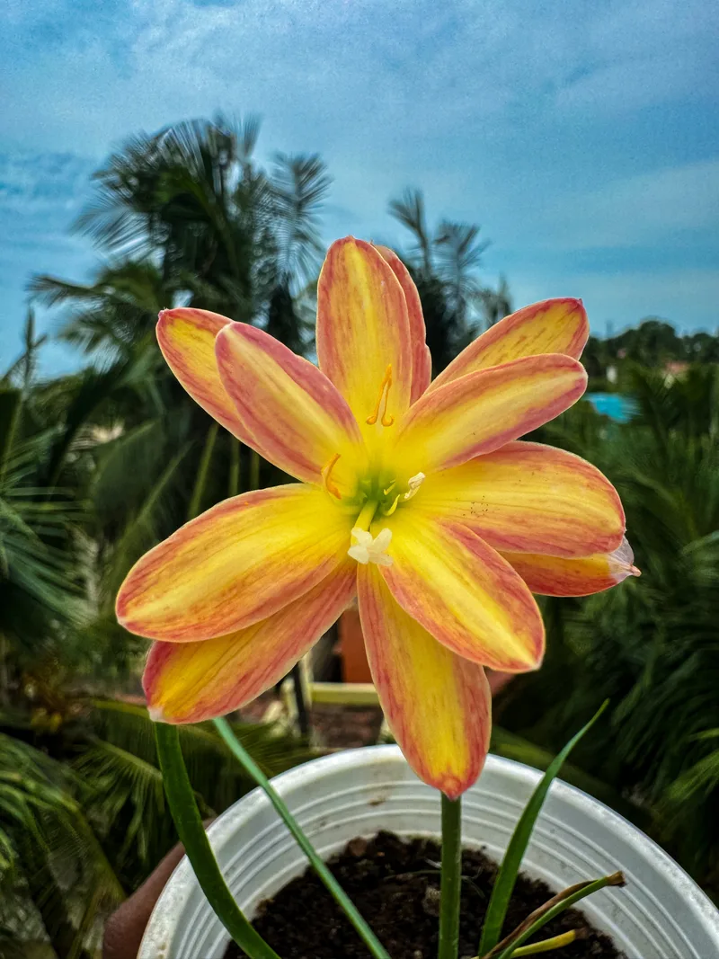 Rain Lily Urania β photo 2