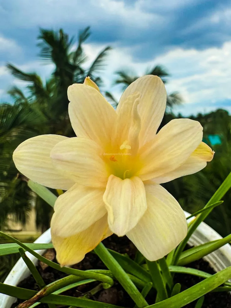 Rain Lily Pelican