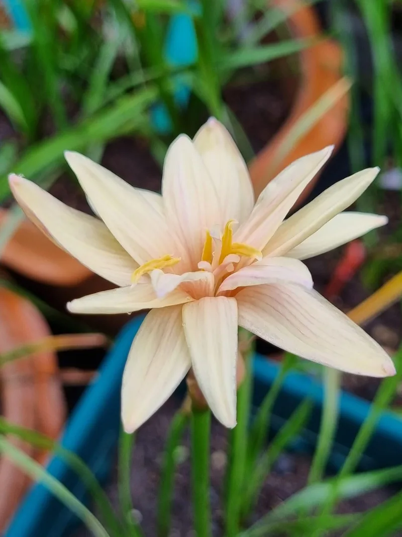 Rain Lily Chandler sparkle β photo 2
