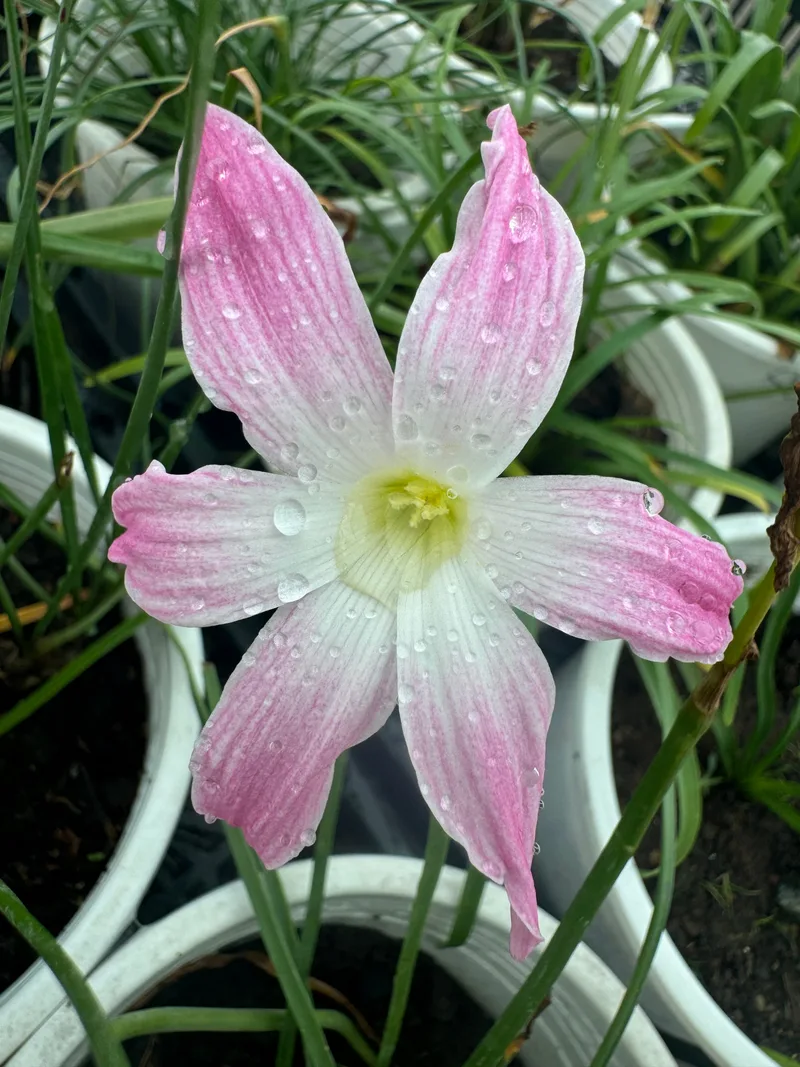 Rain Lily Summer Chill β photo 2