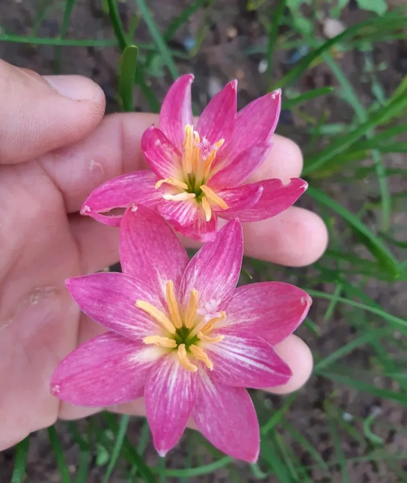 Rain Lily Hideko β photo 2