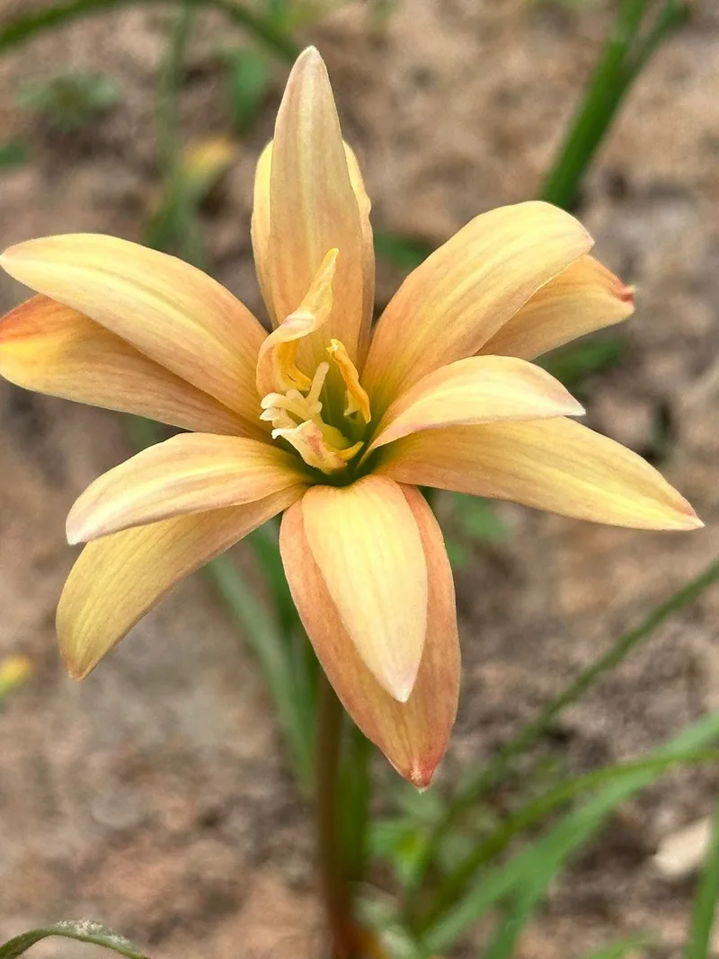 Rain Lily Taranaki β photo 3