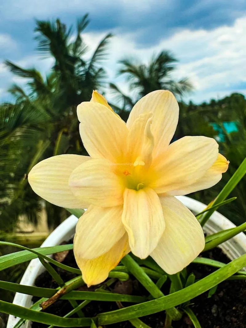 Onam's Vibrant Lily Pookalam β photo 1