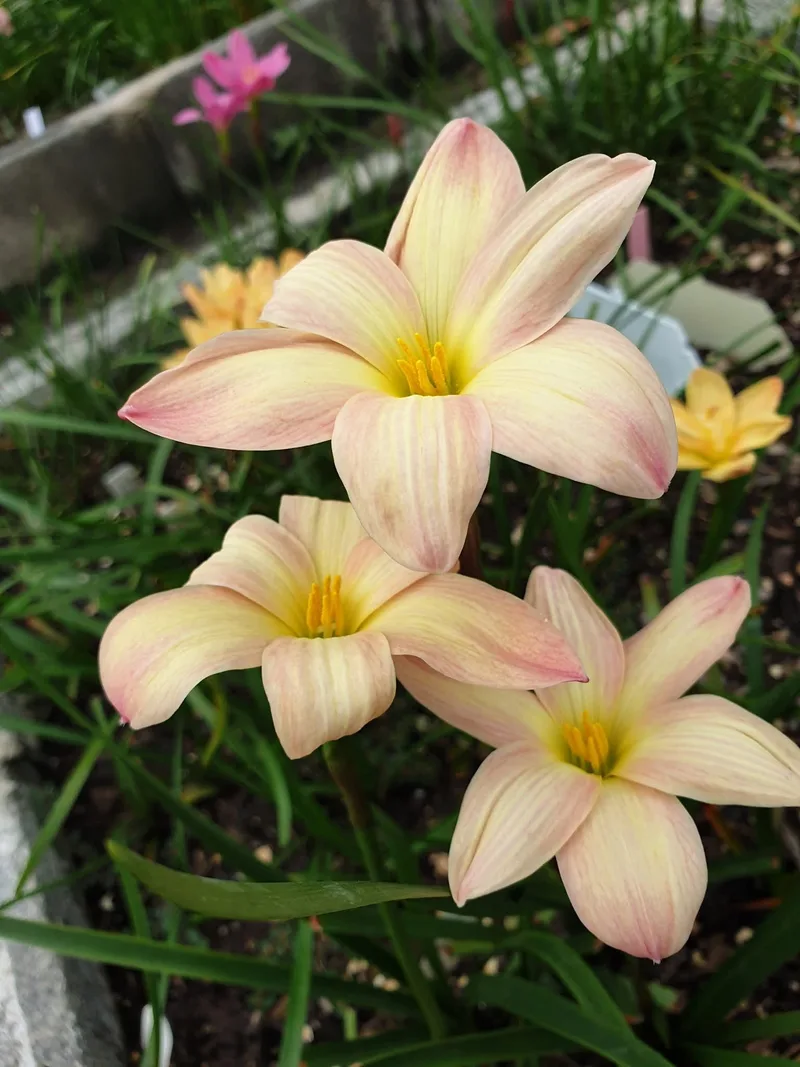 Rain Lily Smiley Moon β photo 3