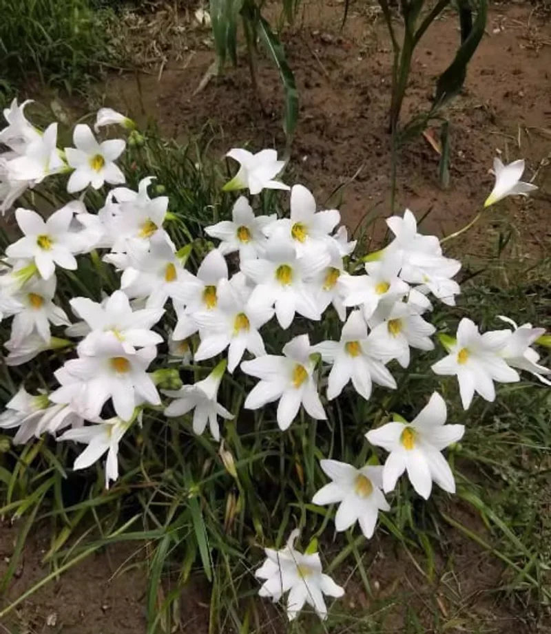 Rain Lily Habranthus John Fellens (H21) β photo 2