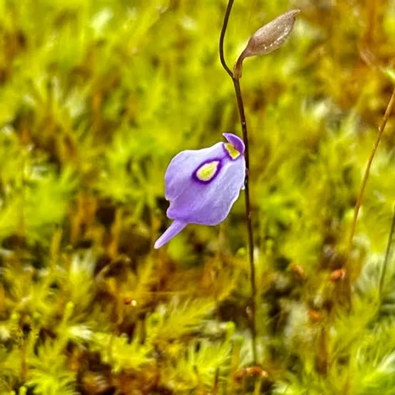 Utricularia Pubescens β photo 1