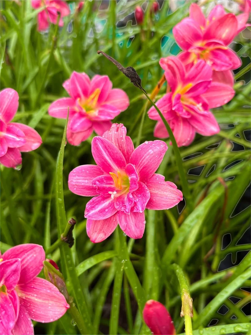 Rain Lily Lucky Pink β photo 3