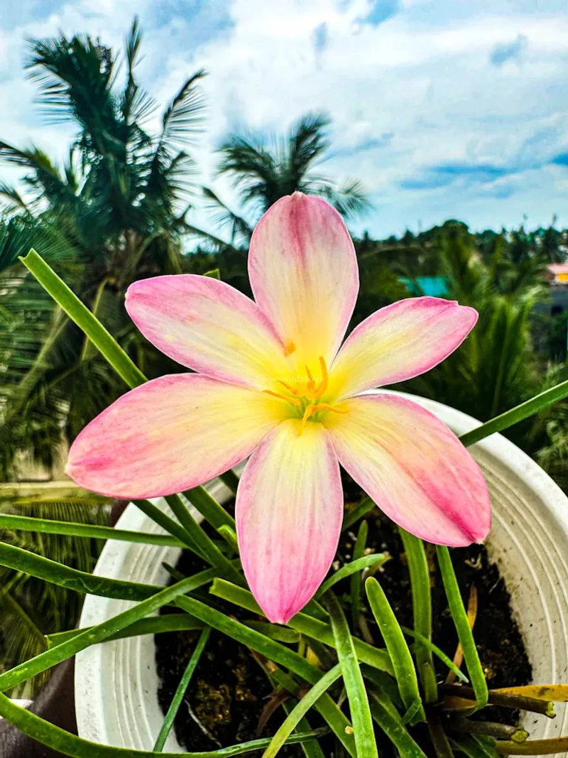Rain Lily Champa β photo 1