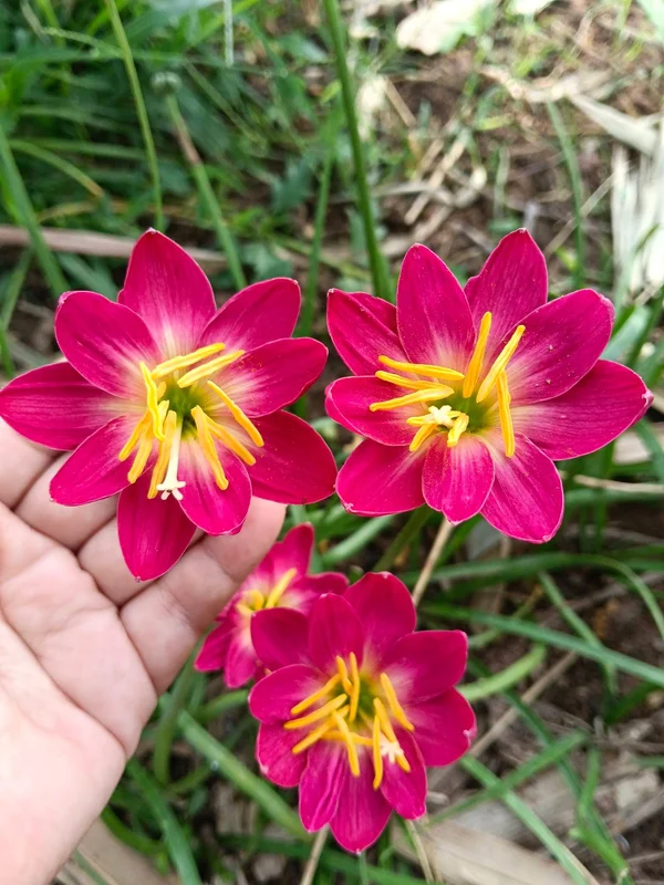 Rain Lily Love February β photo 1