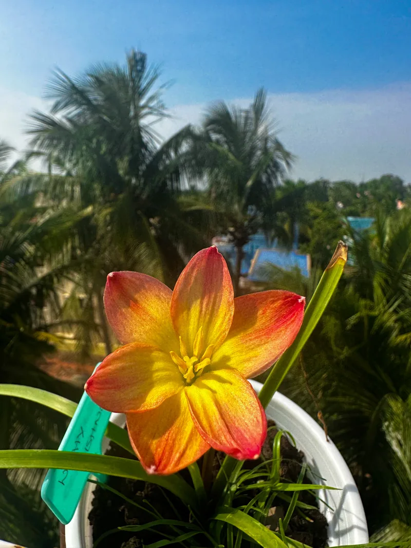 Rain Lily Wishy wish β photo 3