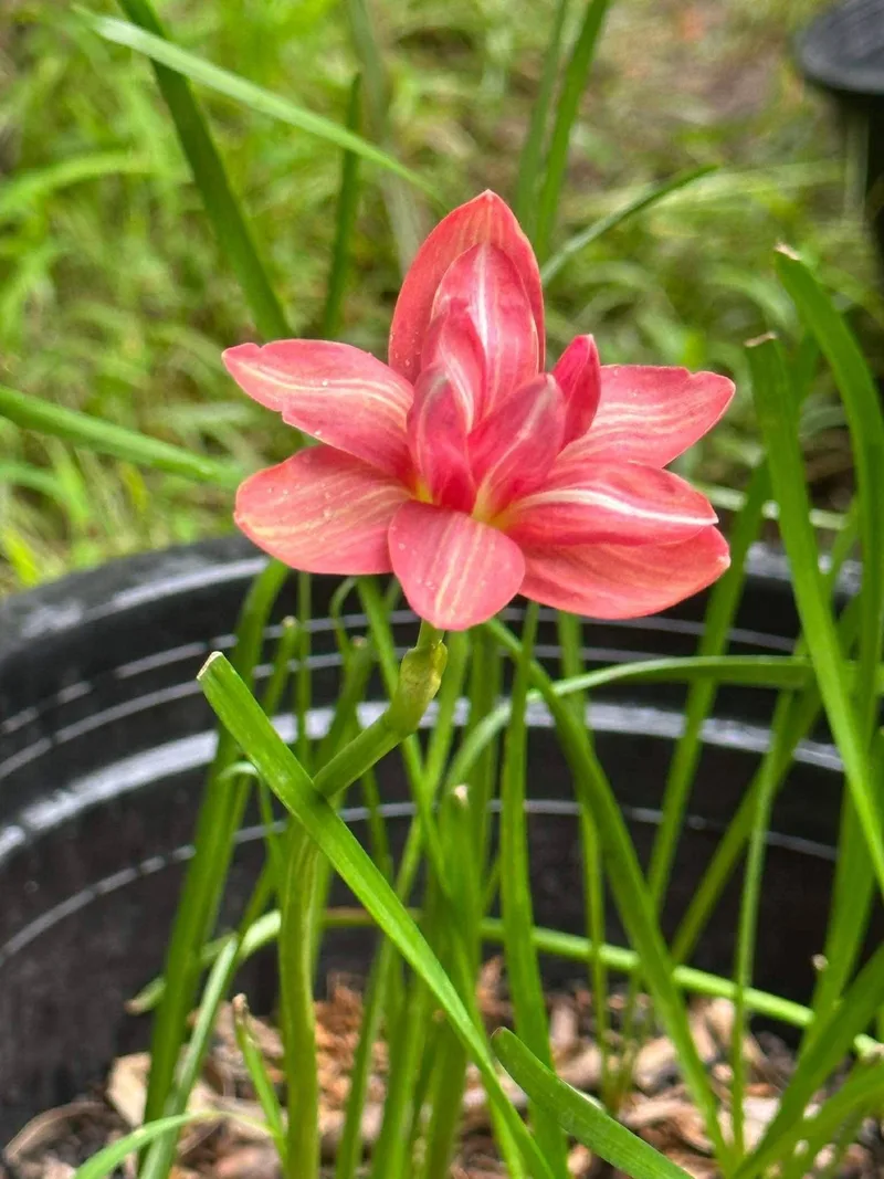 Rain Lily Sila lai , Sila Rai β photo 2