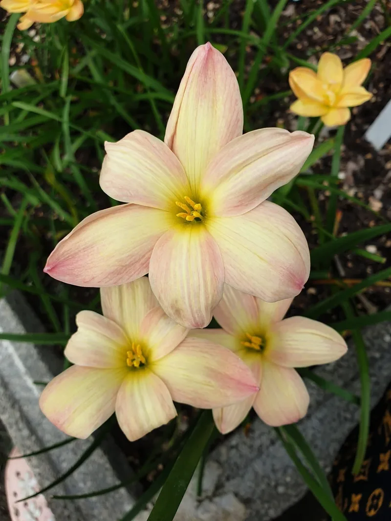 Rain Lily Smiley Moon β photo 1