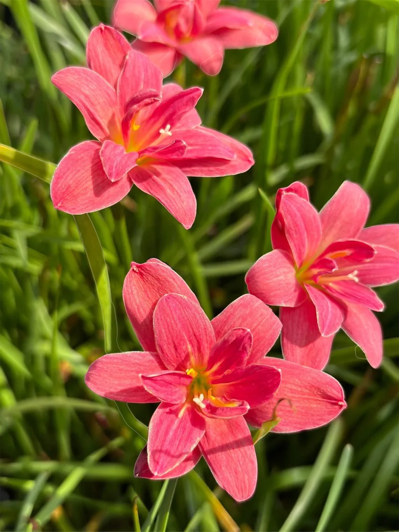Rain Lily Red Pyramid β photo 3