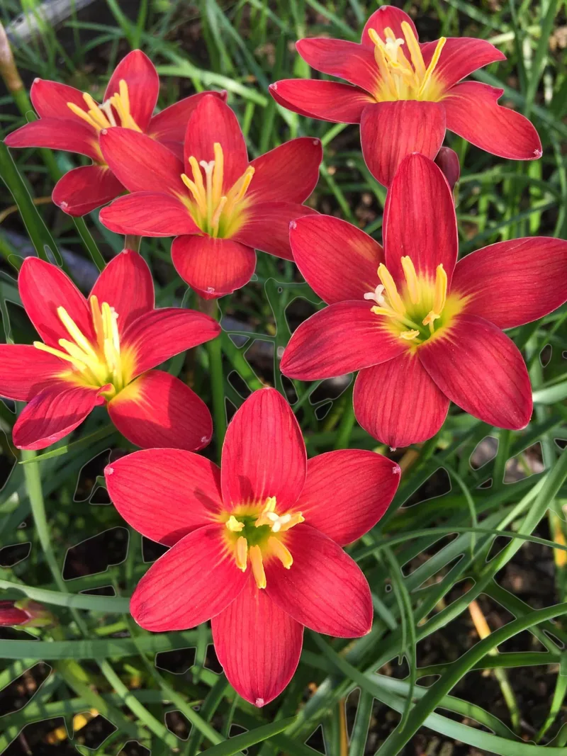 Rain Lily Red Ayothaya β photo 1