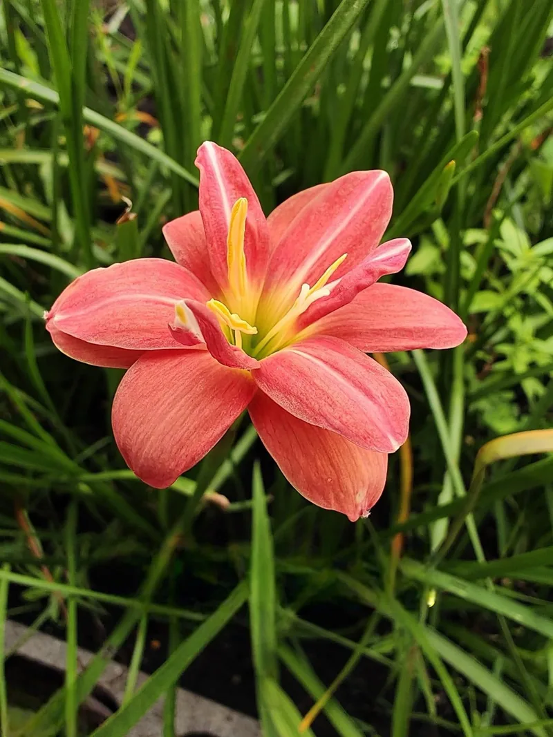 Rain Lily Kurama β photo 1