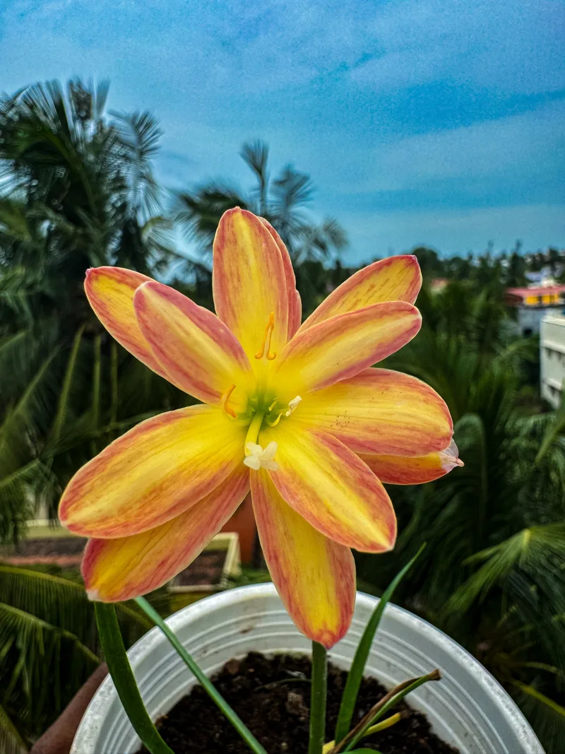 Rain Lily Urania β photo 1
