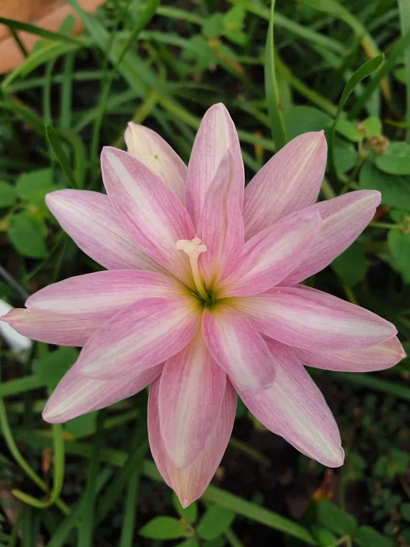 Rain Lily Praewpillai