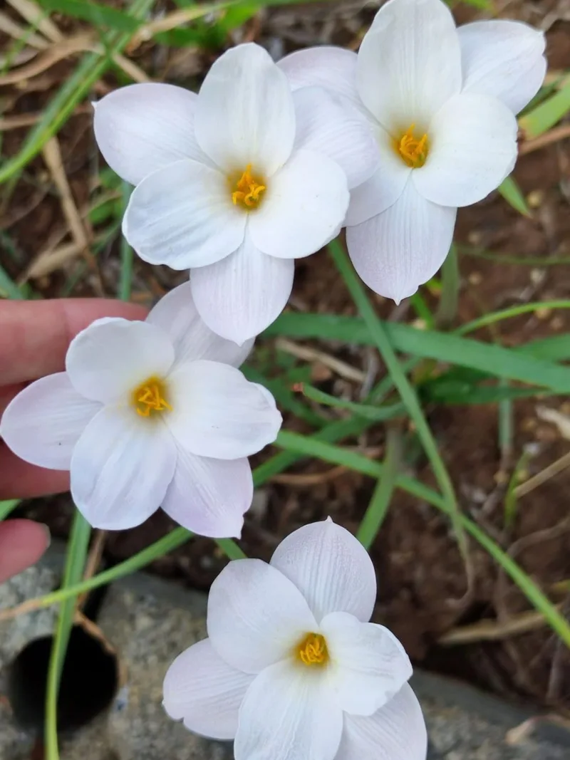 Rain Lily Redneck