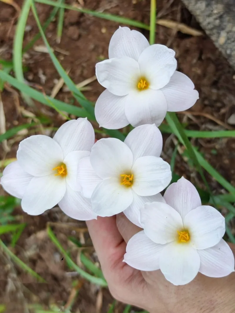 Vibrant 10-Colour Rain Lily Pack β photo 1