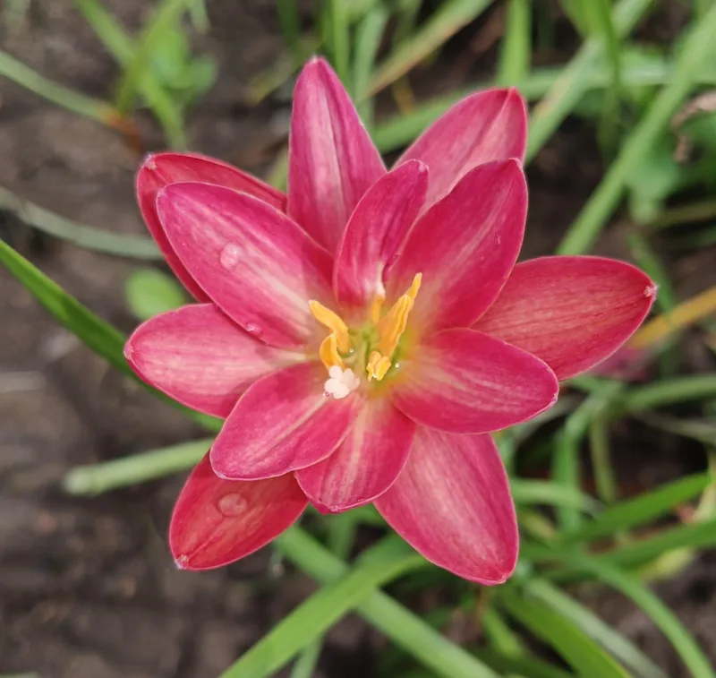 Rain Lily Carnelian Stone β photo 3
