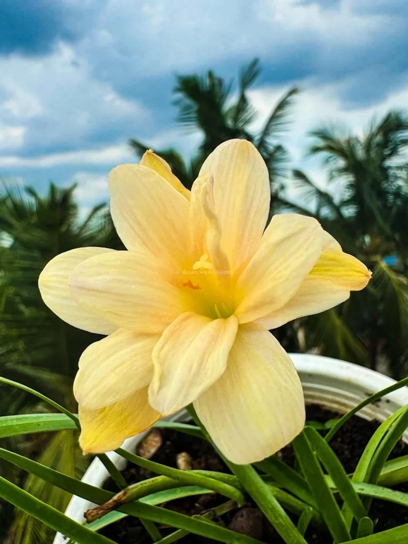 Rain Lily Pelican