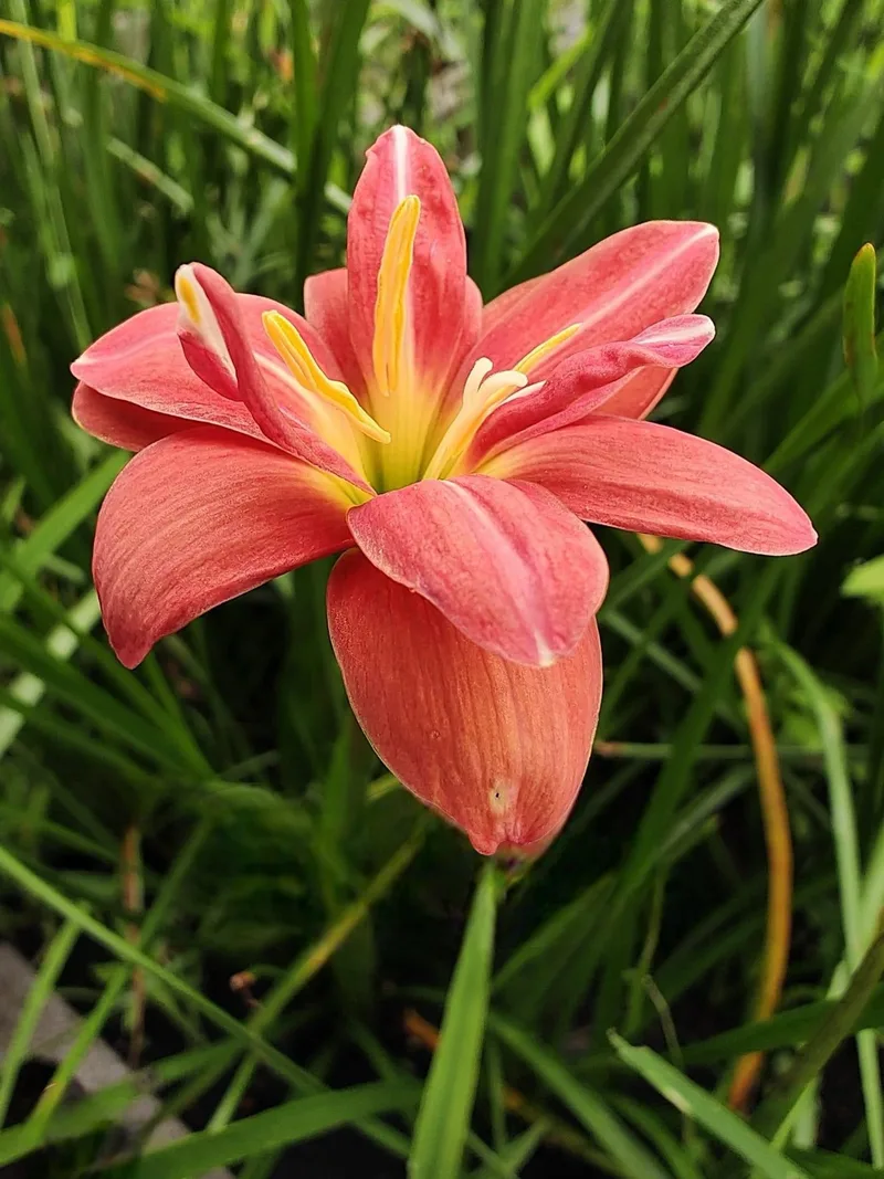 Rain Lily Kurama β photo 2