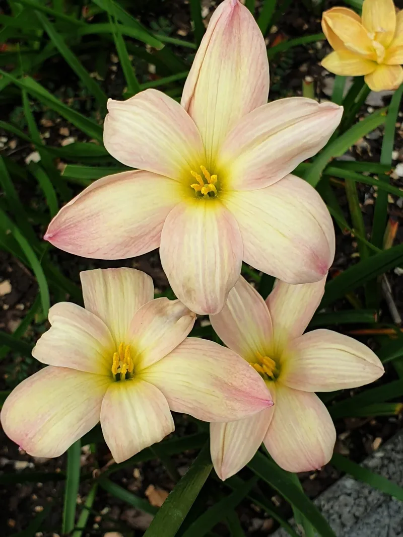 Rain Lily Smiley Moon β photo 2