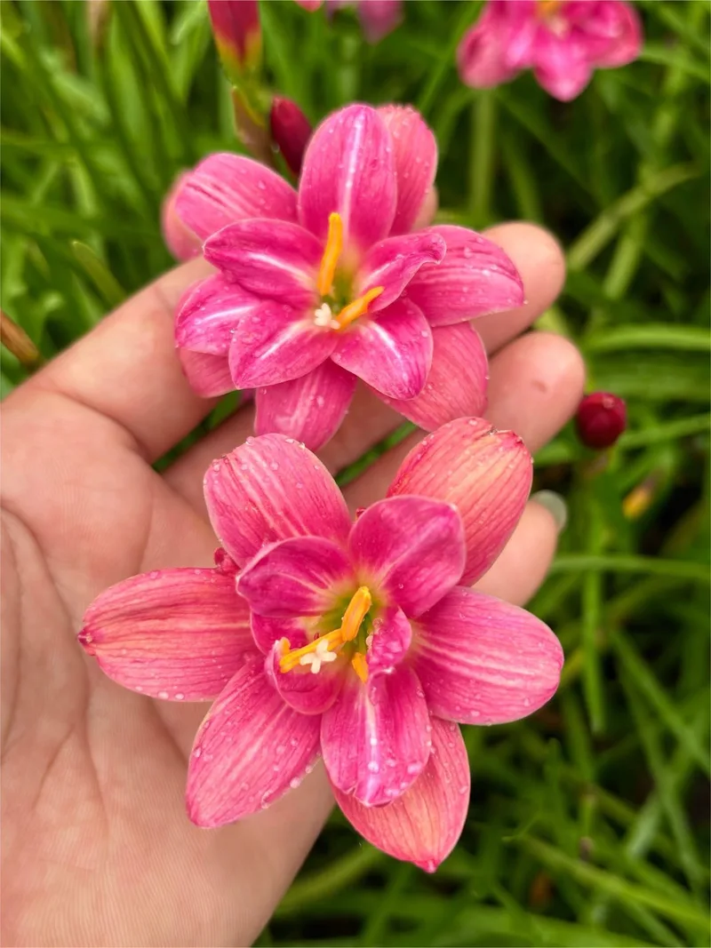 Rain Lily Lucky Pink β photo 1