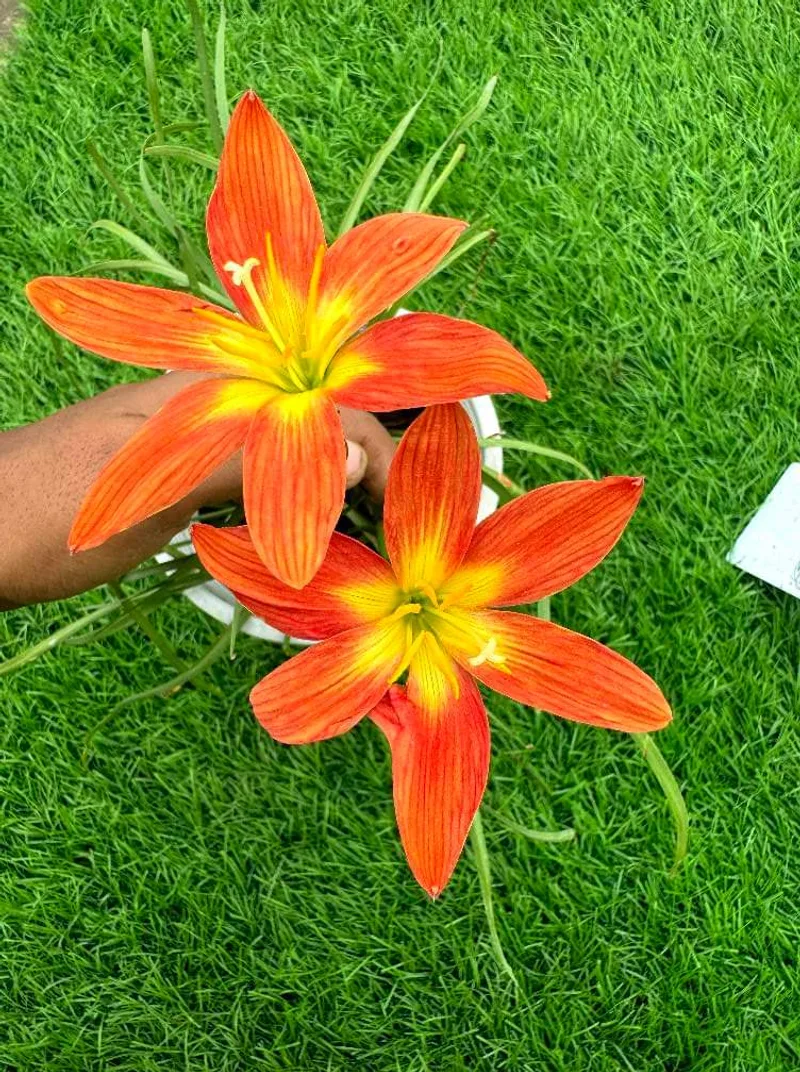 Rain Lily Daeng hang hong β photo 1