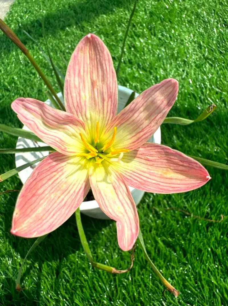 Rain Lily Dipannita β photo 1