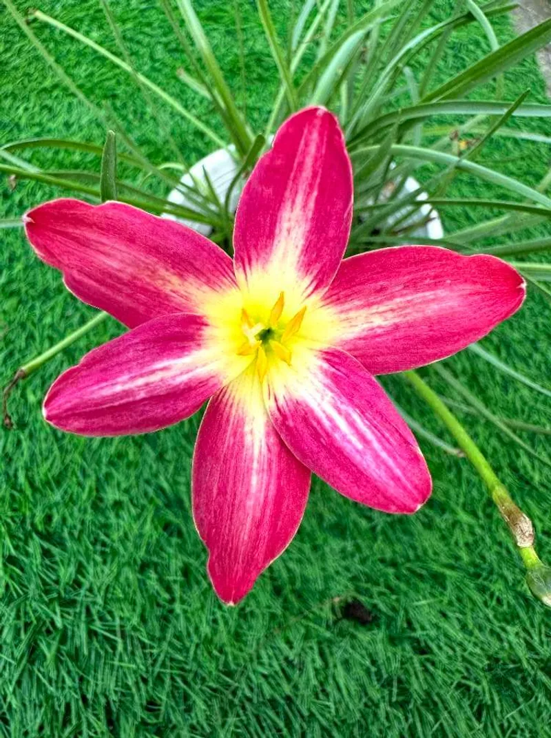 Rain Lily Ma red arrow β photo 1