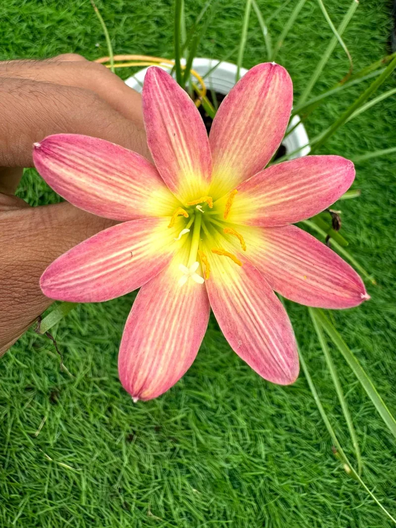 Rain Lily Star burst β photo 1