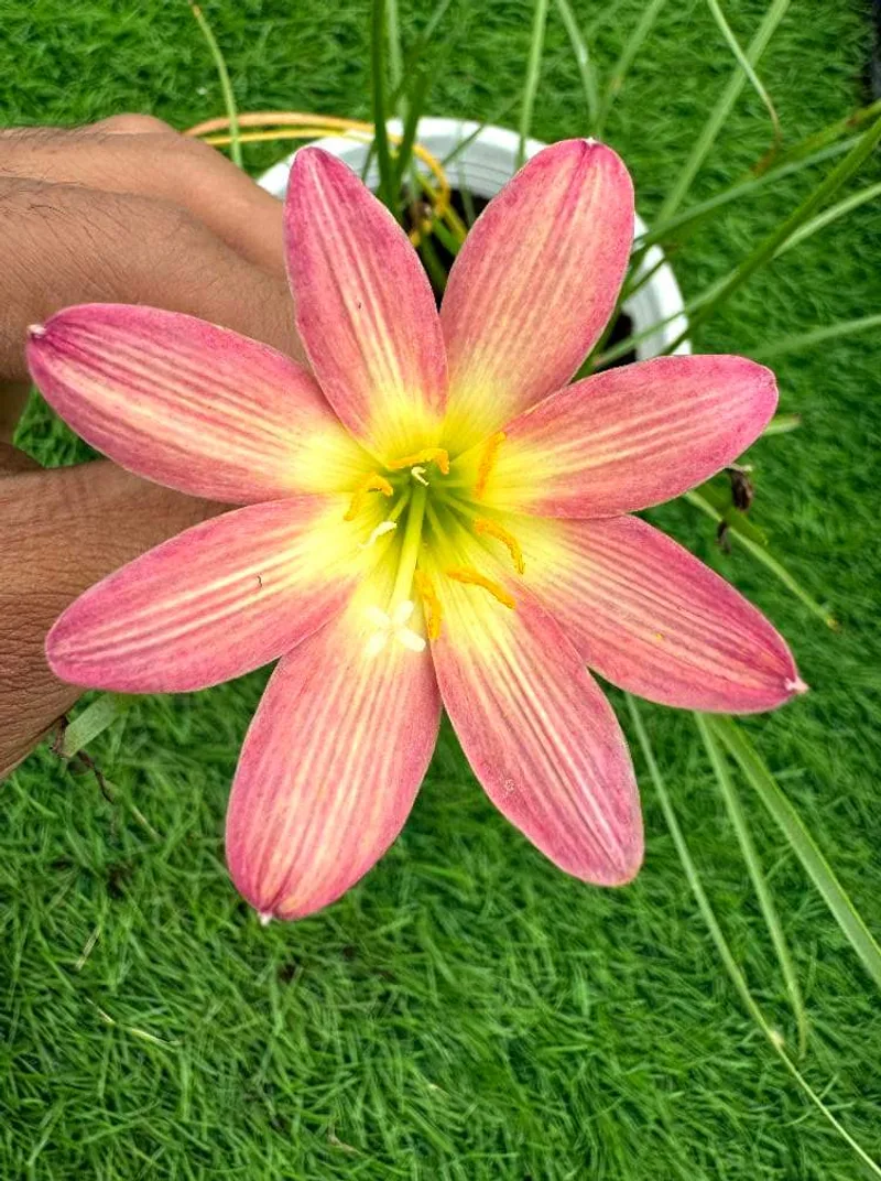 Rain Lily Star burst β photo 2