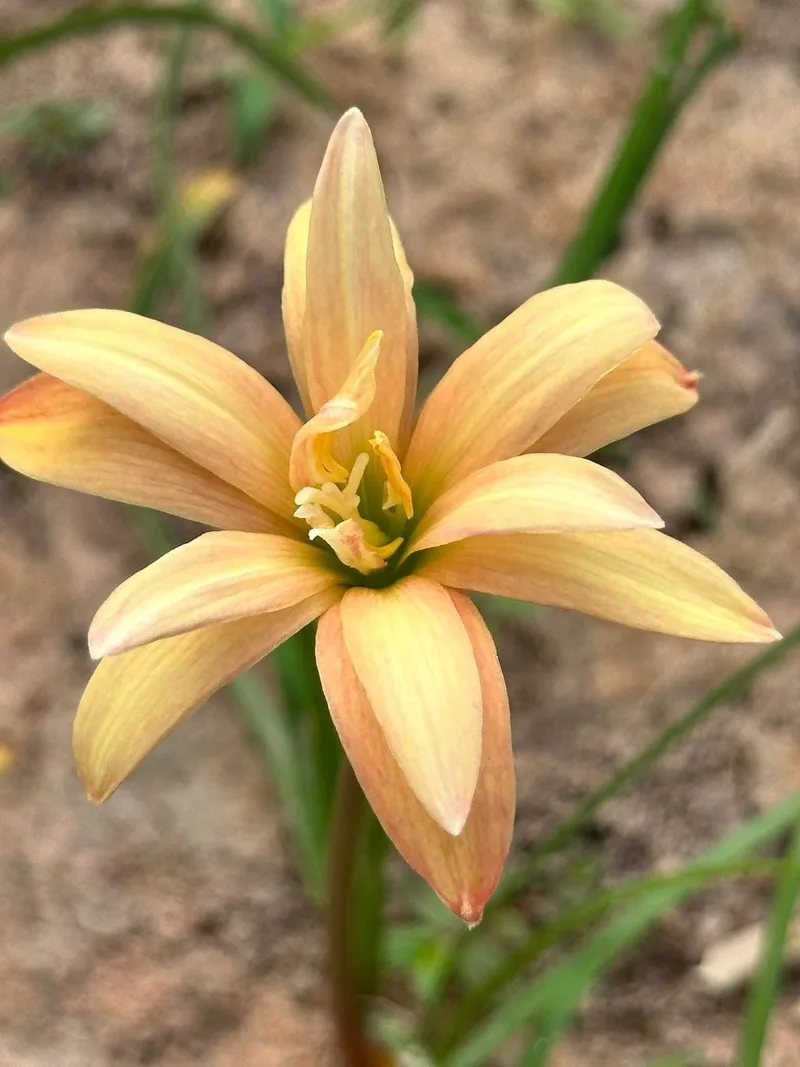 Rain Lily Taranaki β photo 1