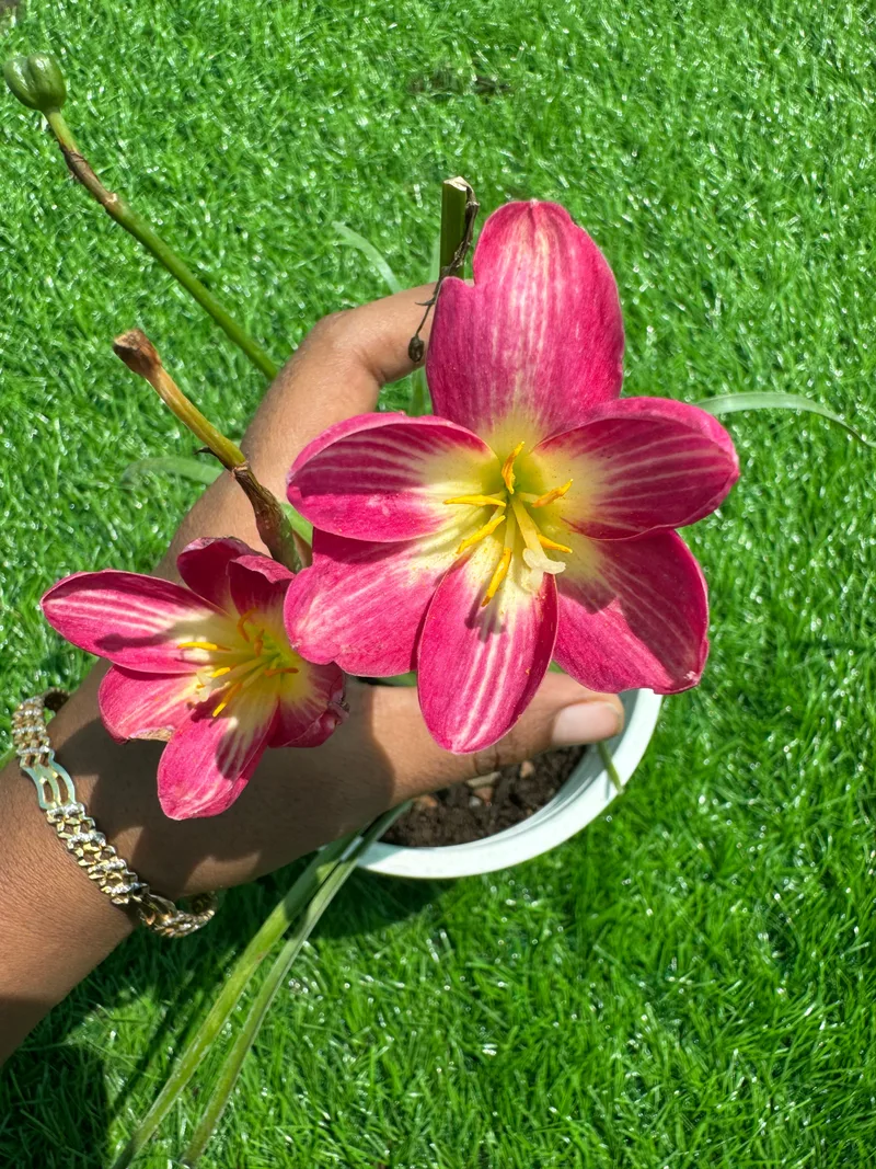 Rain Lily Rouge Angel