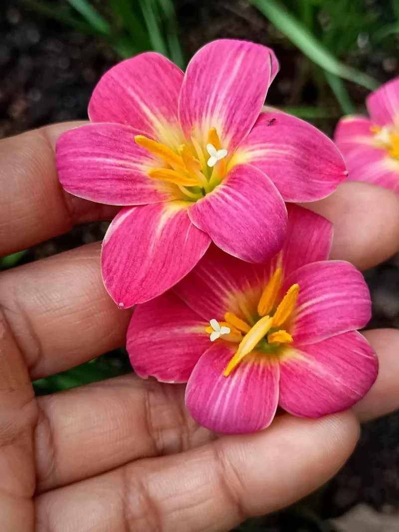 Rain Lily Pink Surprise β photo 1