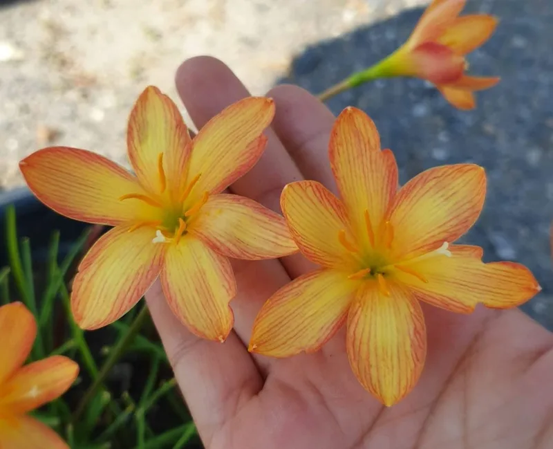 Rain Lily Lady Oscar β photo 2