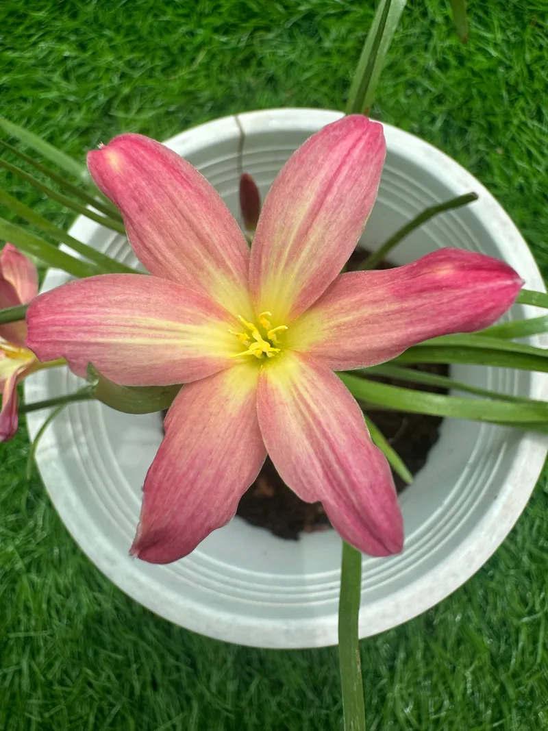 5-Colour Rain Lily Pack β photo 1