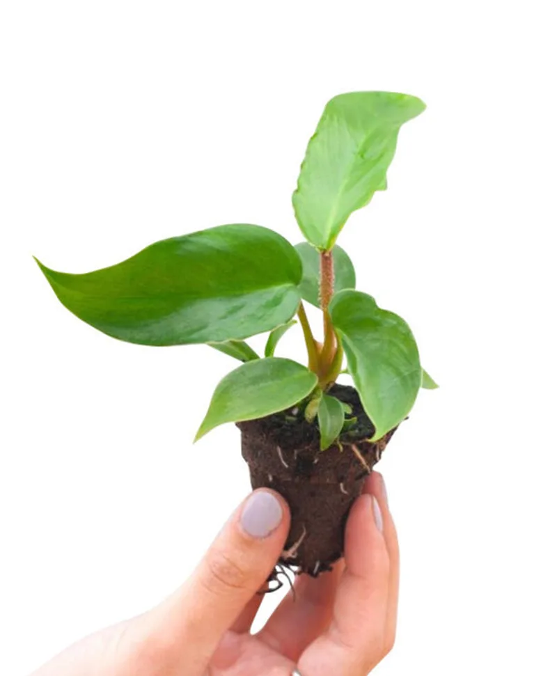 Philodendron Squamiferum β photo 2