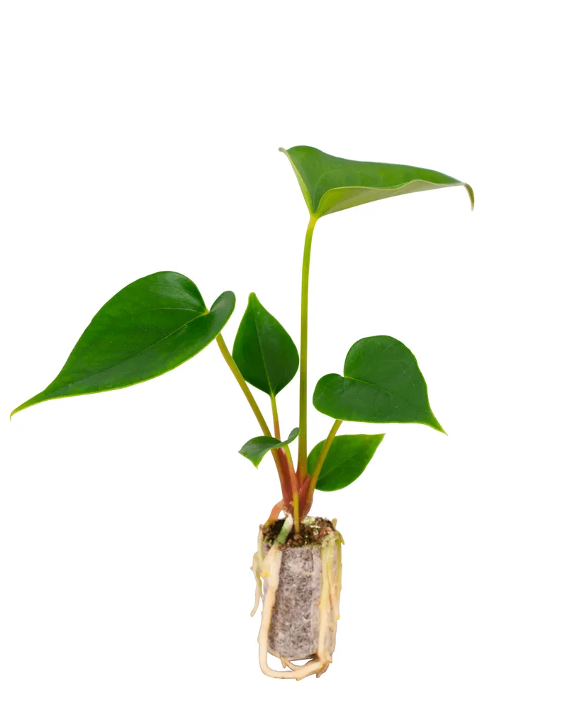 Anthurium
Browniee β photo 1