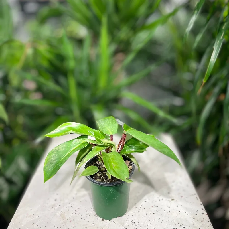 Philodendron Squamiferum β photo 1