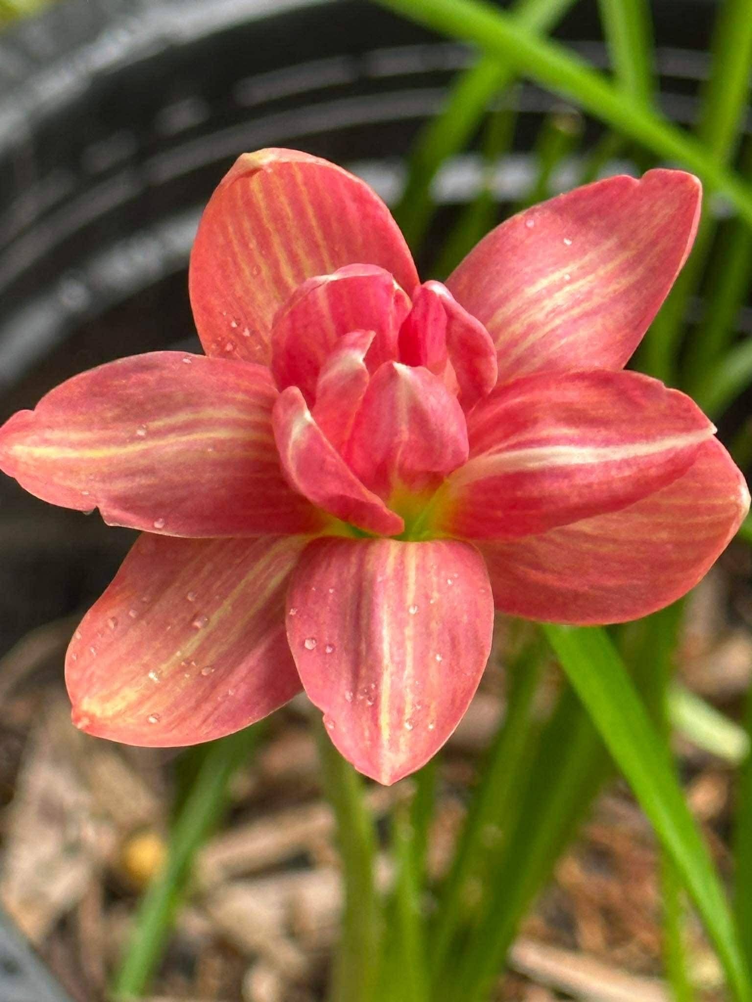Rain Lily Sila lai , Sila Rai