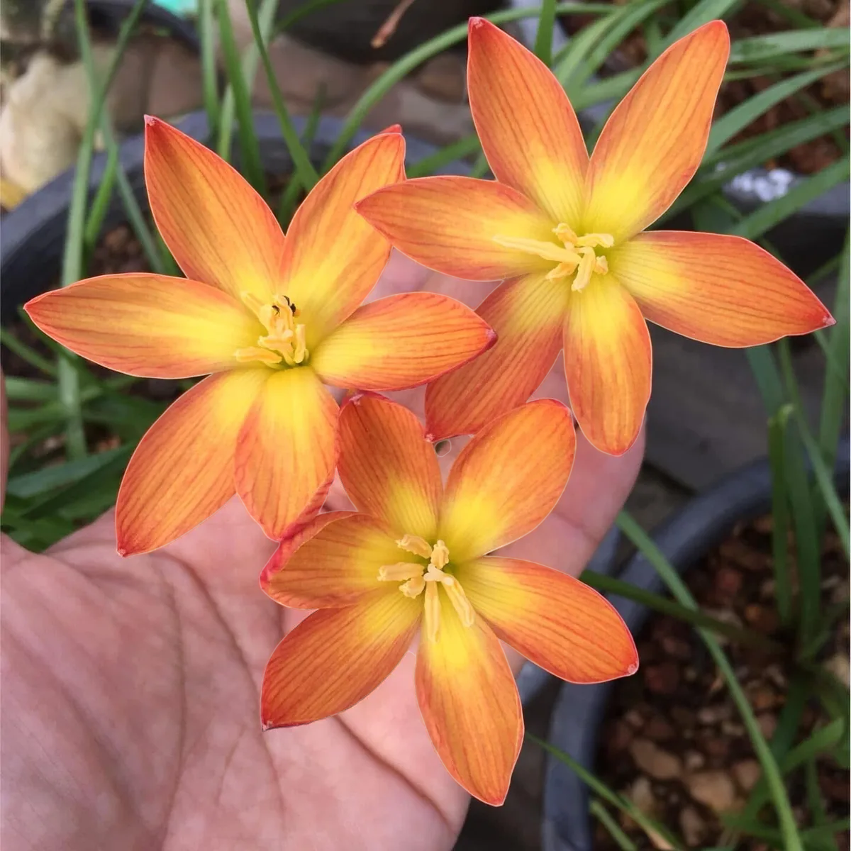Rain Lily AK 0262