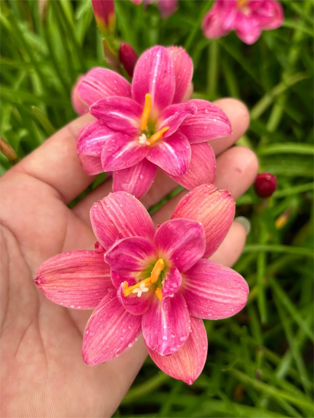 Rain Lily Lucky Pink