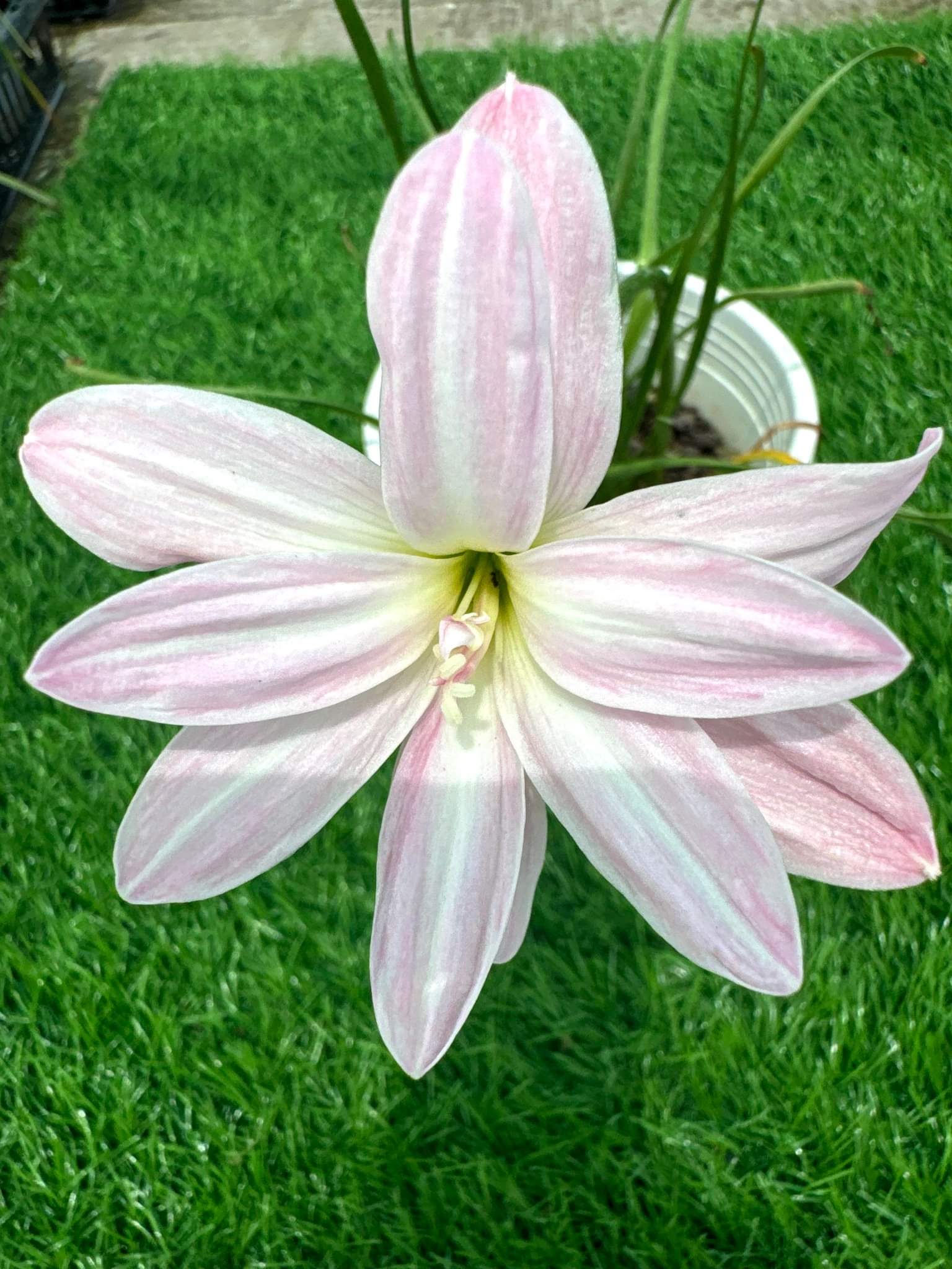 Rain Lily Cool Milk